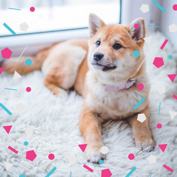 Piano Jazz - Ambiance for Stressed Doggies - Dog Music Experience