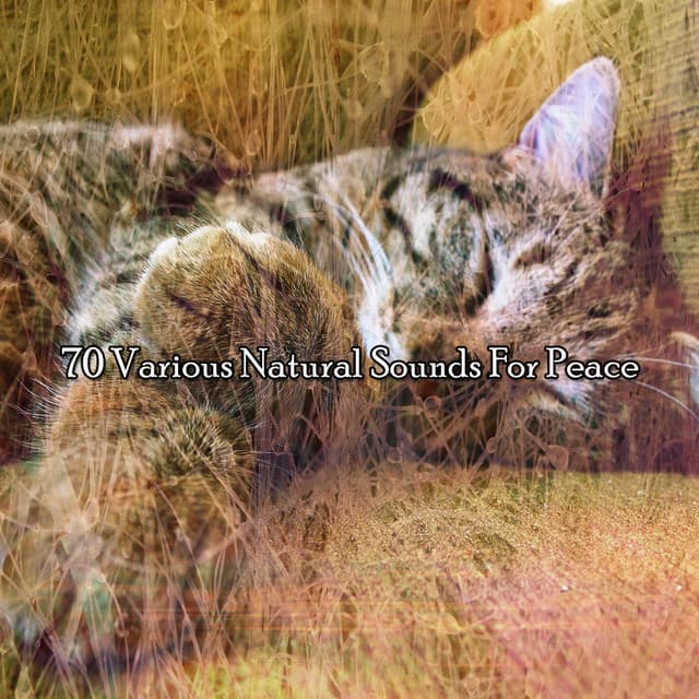 70 Various Natural Sounds For Peace - Lullaby Experts
