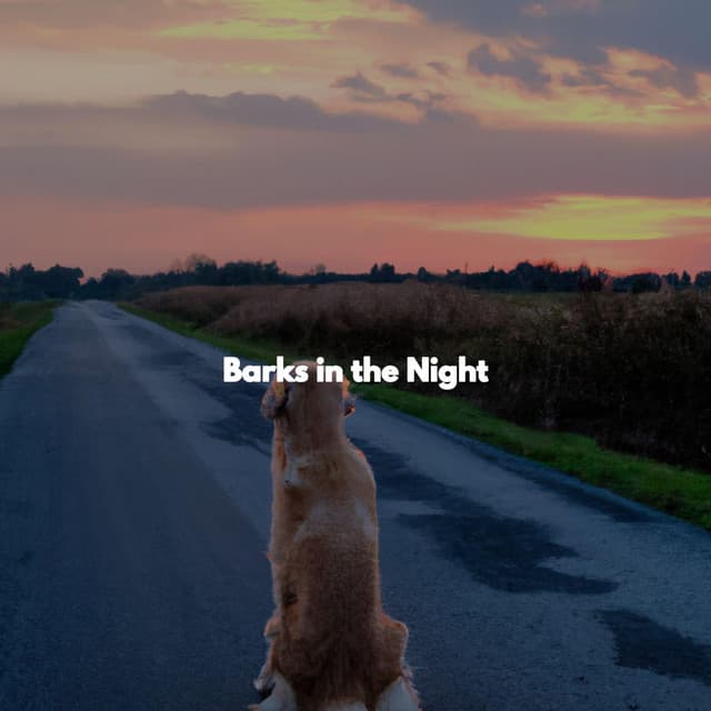 Barks in the Night - Restaurant Bossa Nova Deluxe
