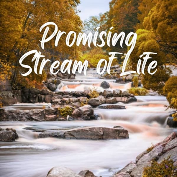 Promising Stream of Life - Transcendental Meditation