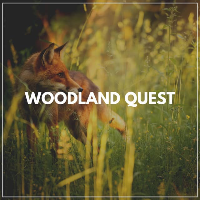 Woodland Quest - Nature Calm