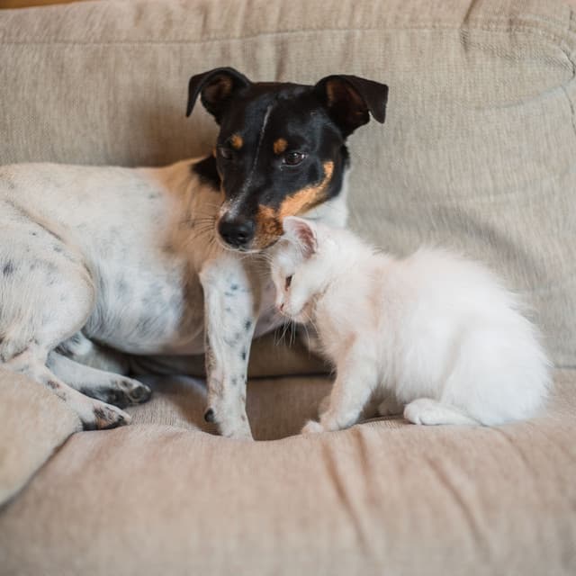 Pet Rain Serenade: The Piano's Soothing Harmony - Pet Music World