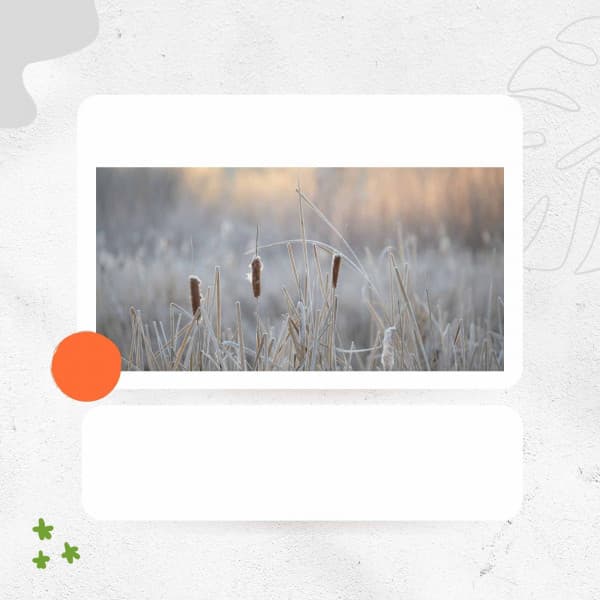 Delightful Music for Enjoying Nature - Jazz Ballad - Rio Bossa Nova Quartet