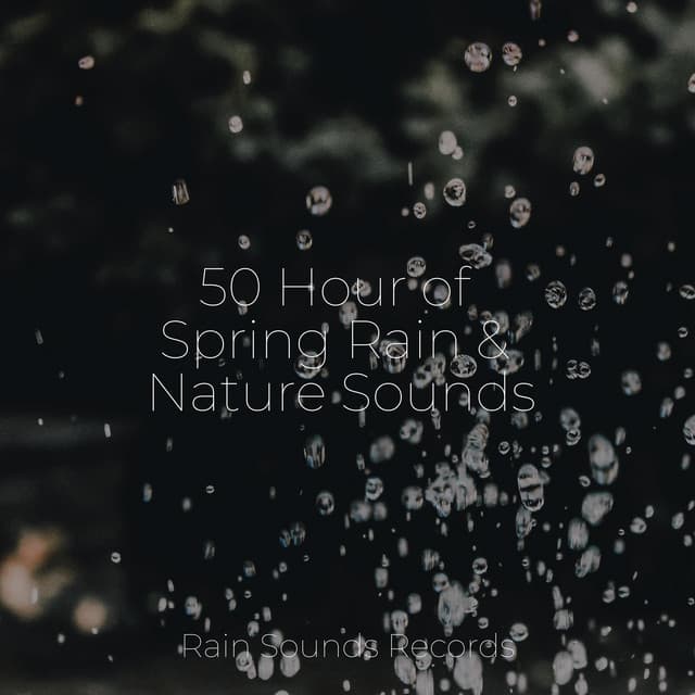 50 Hour of Spring Rain & Nature Sounds - Bird Sounds