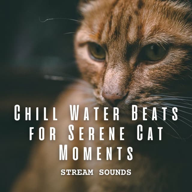 Streams Sounds: Chill Water Beats for Serene Cat Moments - The Water Sleepers