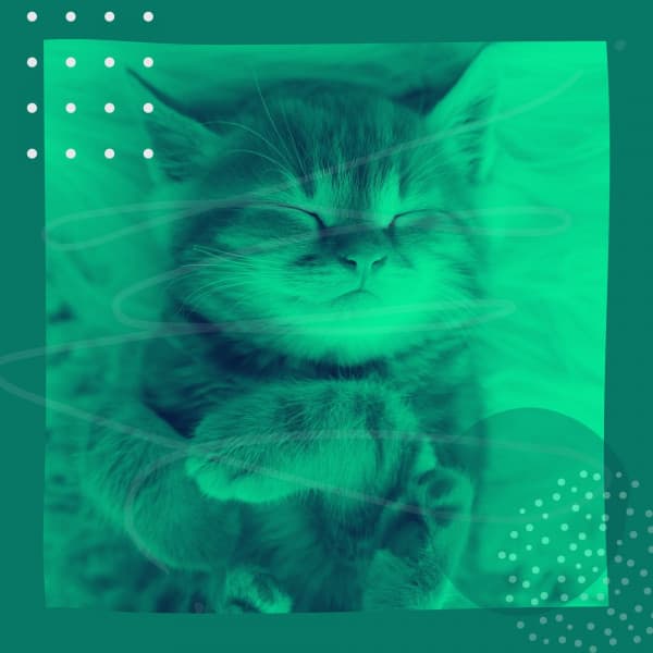 Echoes of Stressed Kittens - Relaxing Music for Cats