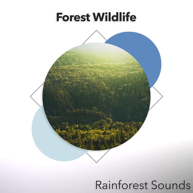 Forest Wildlife - Rainforest Sounds
