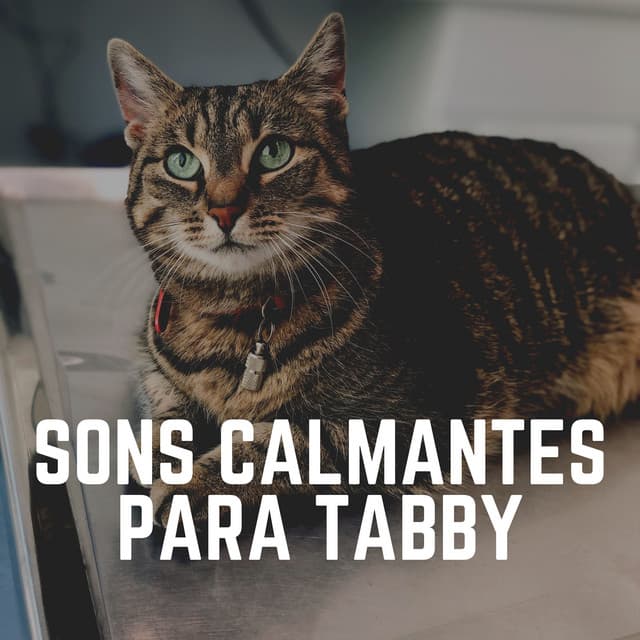 Sons Calmantes para Tabby - Musica para Gatos