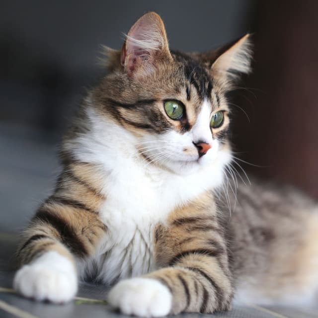 Cattitude Alchemy: Ambient Music for Graceful Cats - Sleepy Cats