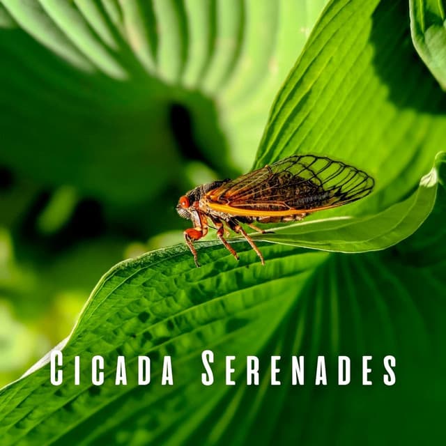 Cicada Serenades: Tranquil Sleep Tunes - Ambiworld