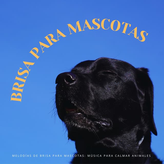 Melodías De Brisa Para Mascotas: Música Para Calmar Animales - Paz para animales