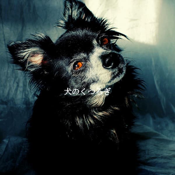 犬のくつろぎ - Cocktail Lounge Music