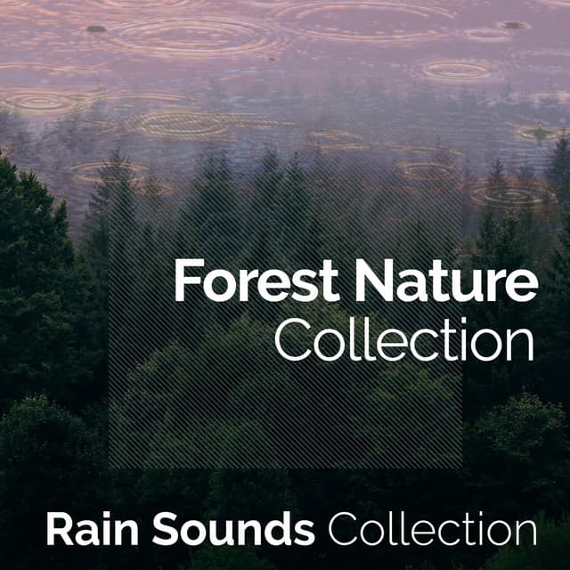 Forest Nature Collection - Rain Sounds Collection