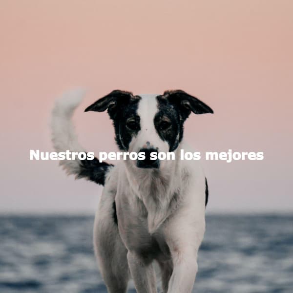 Nuestros perros son los mejores - Manhattan Jazz Band