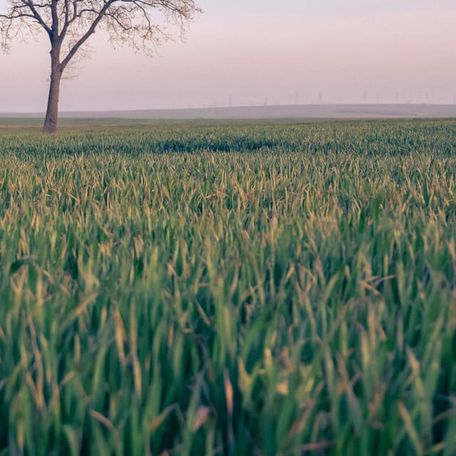 50 White Noise Sounds For Sleeping: Napping - White Noise Therapy