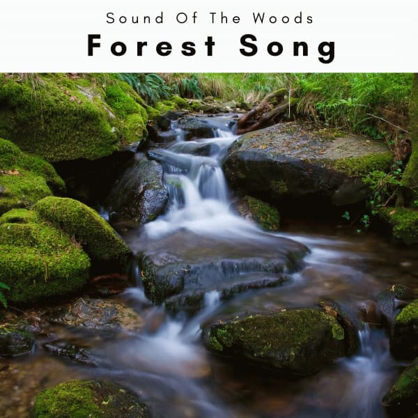 A Forest Song - Sound Of The Woods