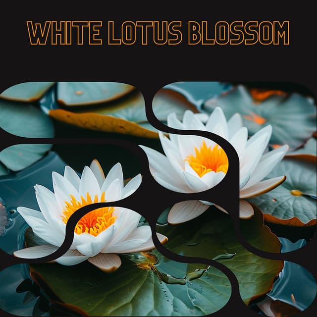 White Lotus Blossom - Floral Health - HerBaLance
