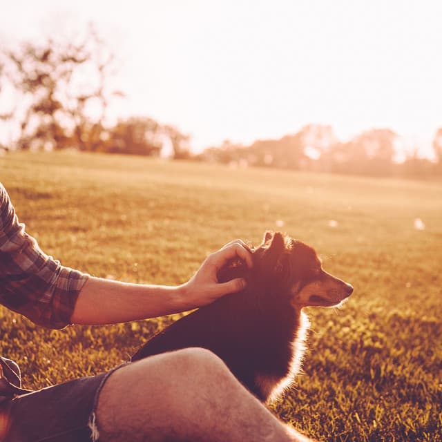 Paws and Jazz Keys: Piano for Pet Companions - Piano Jazz Masters