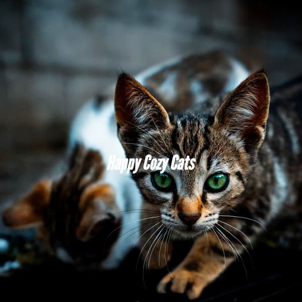 Happy Cozy Cats - Smooth Jazz New York
