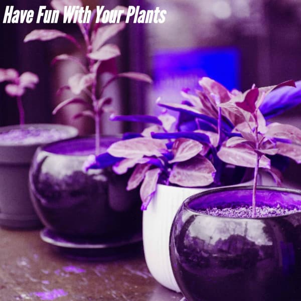 Have Fun With Your Plants - Musica per la Colazione Sala