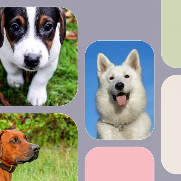 Guitar Pop - Ambiance for Sweetest Dogs - Dog Music Library