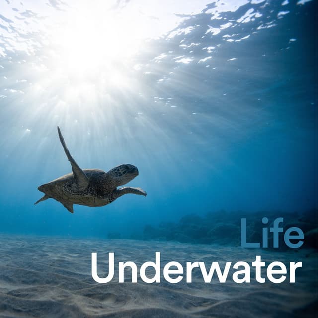 Life Underwater - Waterfall Sounds
