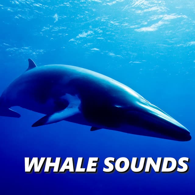 Whale Sounds - Oceanografers