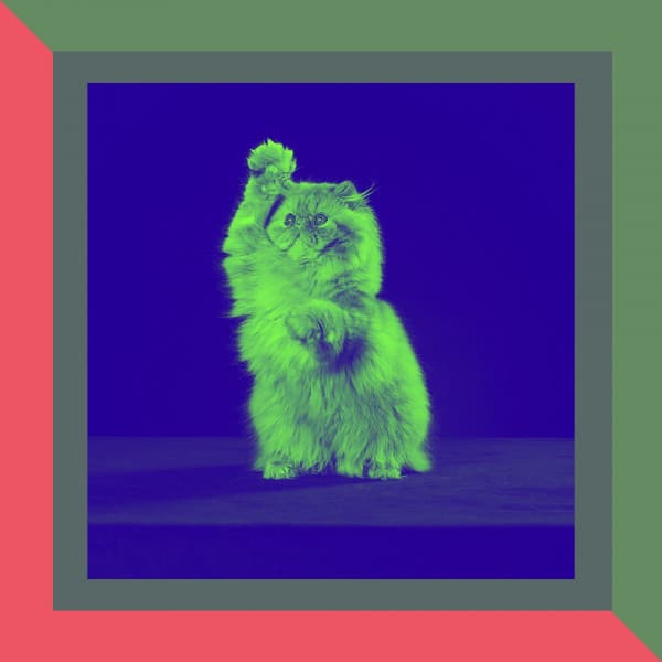 Festive Background for Relaxing Pet Sounds - Calming Cat Music