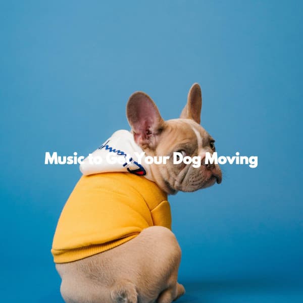 Music to Get Your Dog Moving - Lounge Jazz Bar