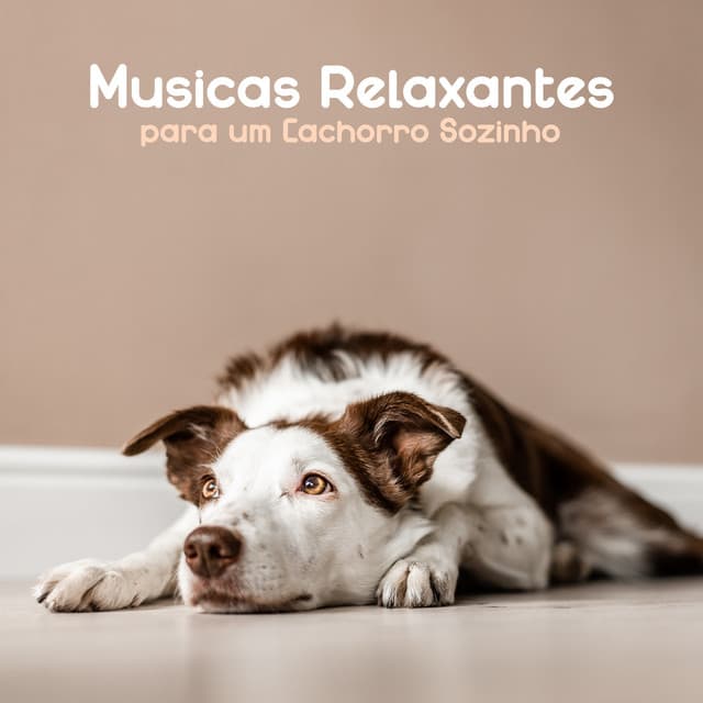 Músicas Relaxantes ​​para um Cachorro Sozinho - Academia de Música para Animais