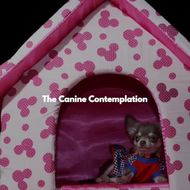 The Canine Contemplation - Musica Relajante para Perros Momentos