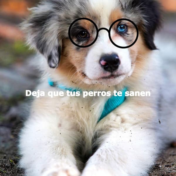 Deja que tus perros te sanen - Jazzy Studying Music