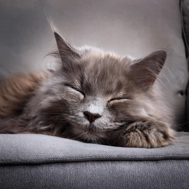 Melodías Felinas: Melodías Elegantes Para Gatos - Jardín Sonoro