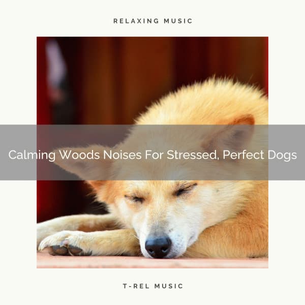 Calming Woods Noises For Stressed, Perfect Dogs - Pets Total Relax