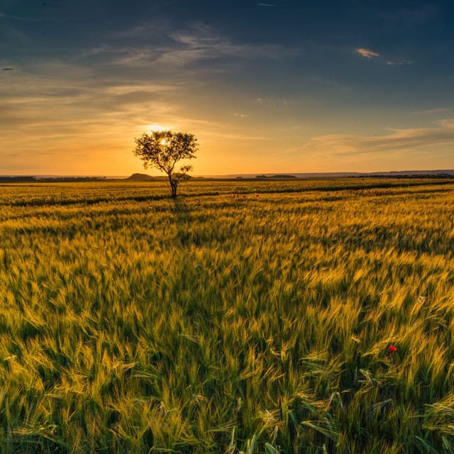 Enchanted Horizons: Nature's Musical Journey Begins - Shaman