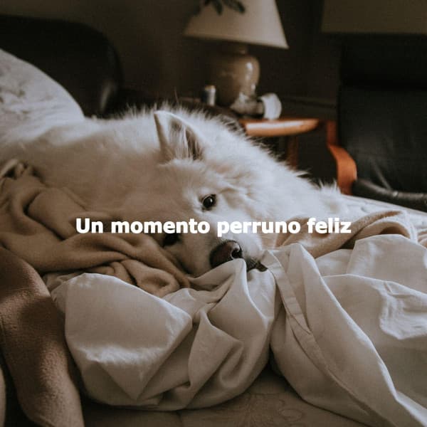 Un momento perruno feliz - Musica Relajante para Perros Momentos