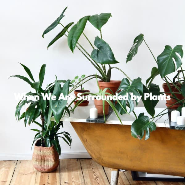 When We Are Surrounded by Plants - Musica Jazz di Sottofondo