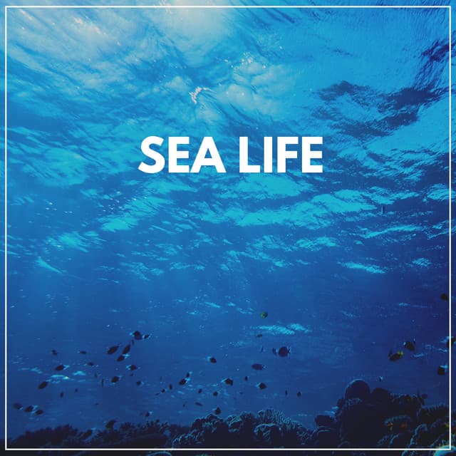 Sea Life - Coast to Coast Recordings