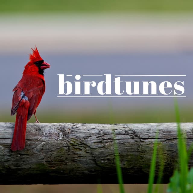 Birdtunes - Sound FX Pro