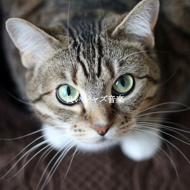 良いジャズ音楽 - Jazz Rilassante Progetto