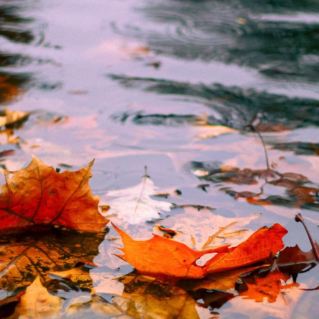 1 Rainy Night: Tranquility - 24H Rain Sounds