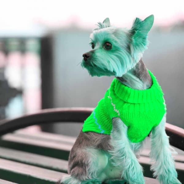 Music for Friday Dog Events - Dream-Like Jazz Quintet - Chill My Pooch