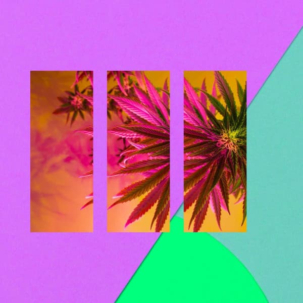 Luxurious Background for Random Studying - Soft Sounds