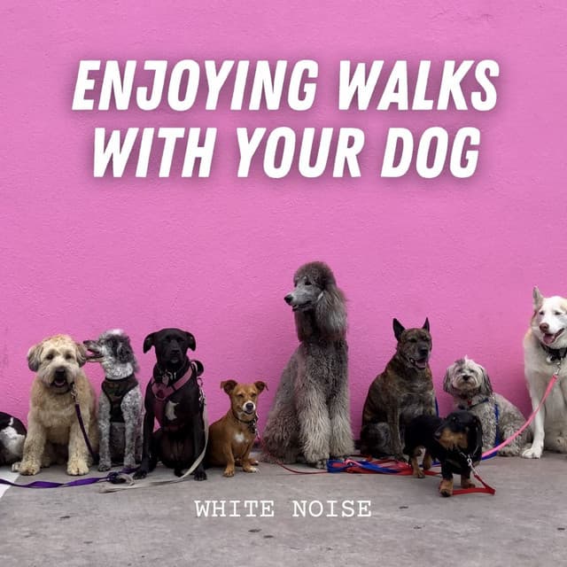 White Noise: Enjoying Walks with Your Dog - White Noise Healing Method
