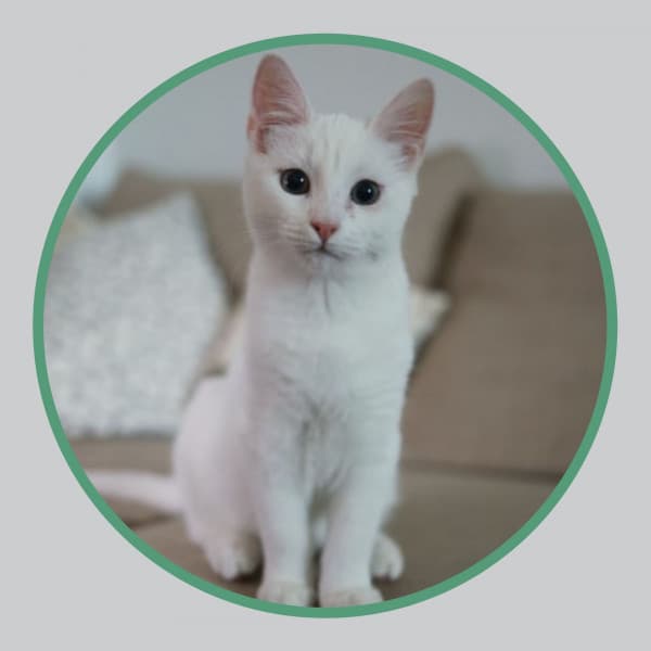 Music for Loving Cats - Soothing Cat Music