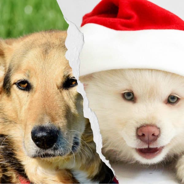 Music for Resting Doggy - Chill Out - Relaxing Dog Music Playlists