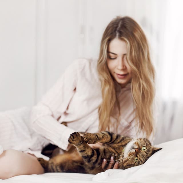 Harmonic Cat Sanctuary: Ambient Music for Serene Moments - Cat Musi