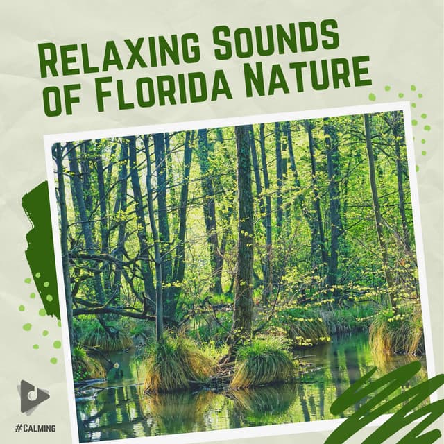 Relaxing Sounds of Florida Nature - #Calming