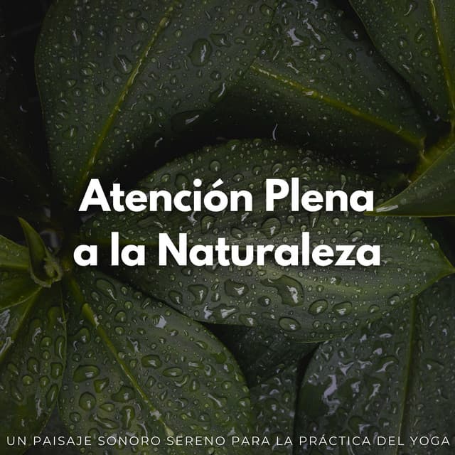 Atención Plena A La Naturaleza: Un Paisaje Sonoro Sereno Para La Práctica Del Yoga - Sonidos de la Naturaleza Relajacion
