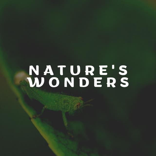 Nature's Wonders - Cricket Sounds